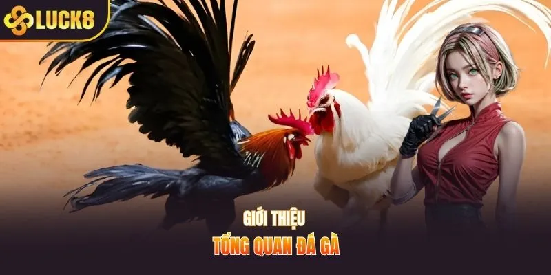 Giới thiệu tổng quan đá gà 67